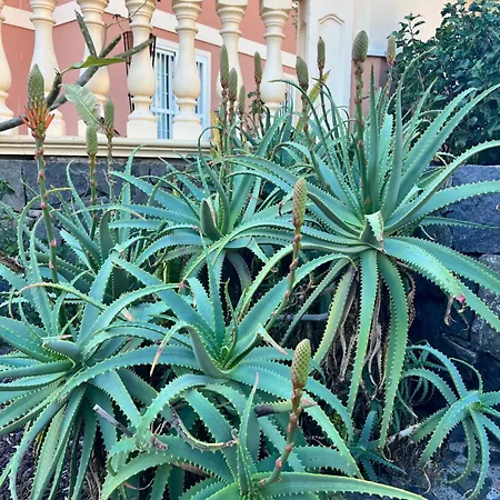 Апартаменты Dream *